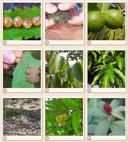 Project Noah : Document and Share Nature Photographs
