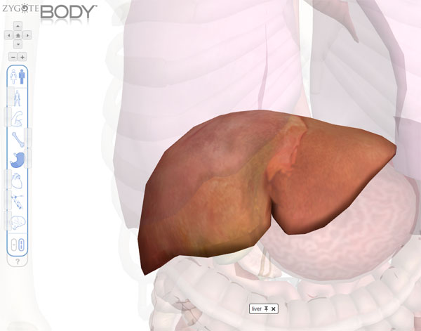 zygote body