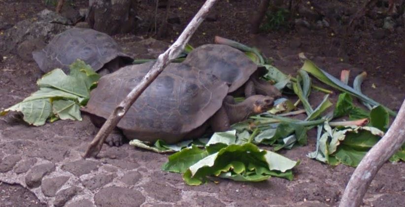 Walk in Darwin’s Footsteps with Galapagos Islands Street View