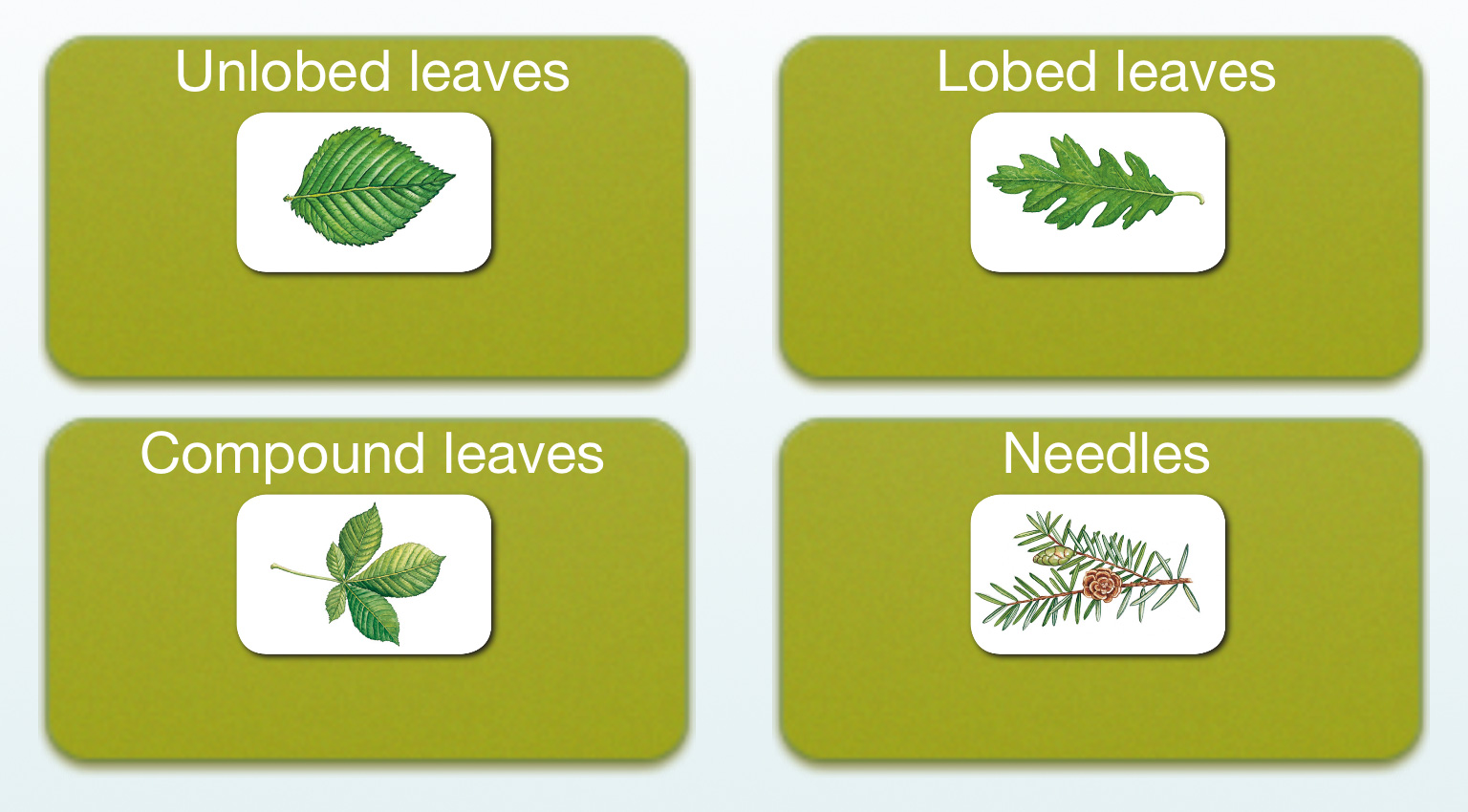 App-vent : Day 8 Identify Plants and Bugs with these Field Studies Apps.