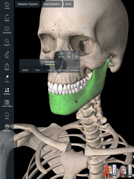 essentialskeleton