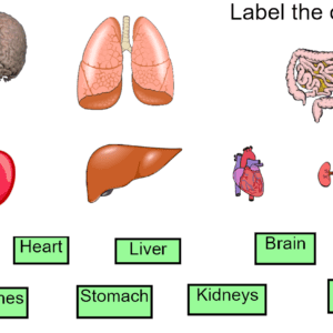 Being Healthy KS2 Smart Notebook